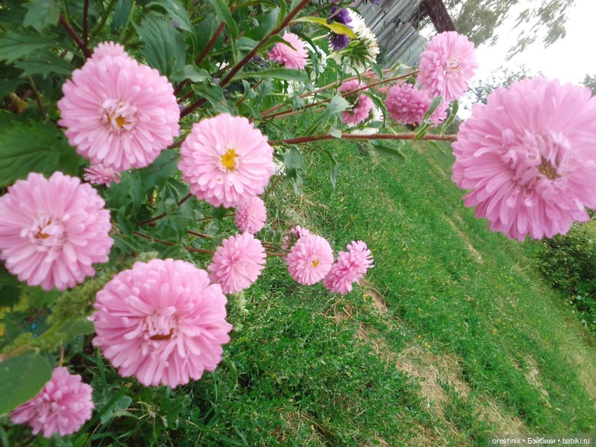 Лето – это маленькая жизнь!🌅 (фото 10)