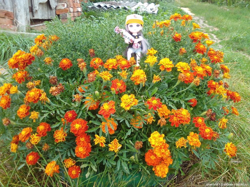 Лето – это маленькая жизнь!🌅