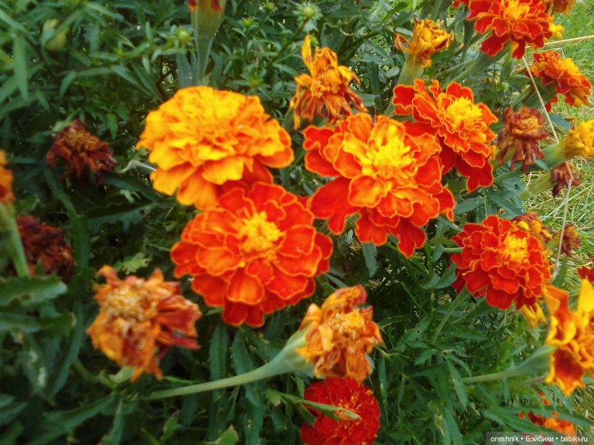 Лето – это маленькая жизнь!🌅 (фото 3)