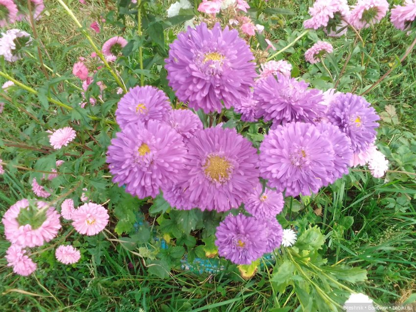 Лето – это маленькая жизнь!🌅 (фото 6)