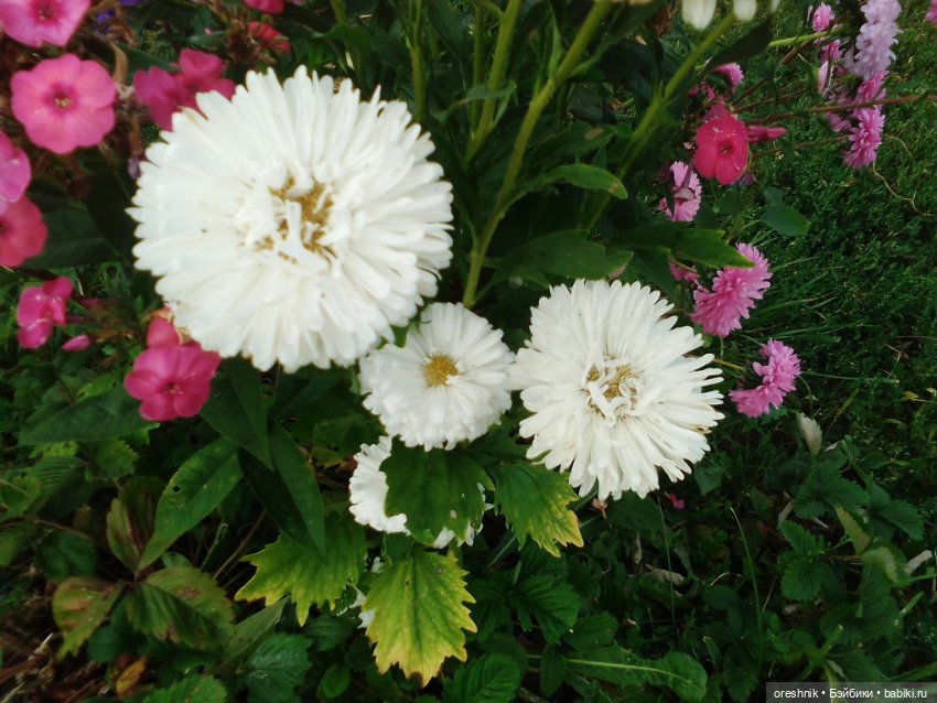 Лето – это маленькая жизнь!🌅