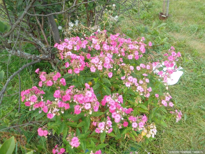 Лето – это маленькая жизнь!🌅