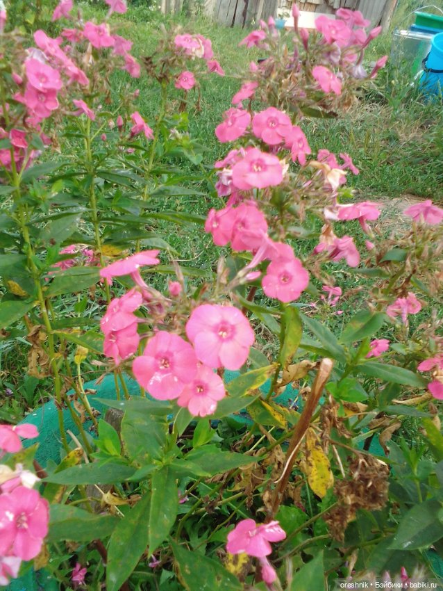 Лето – это маленькая жизнь!🌅