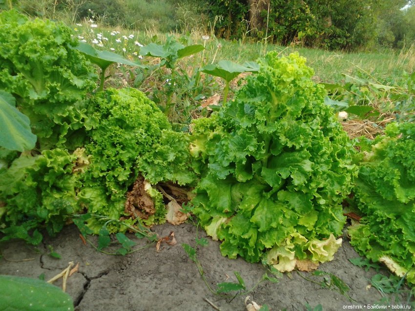 Лето – это маленькая жизнь 3🌅