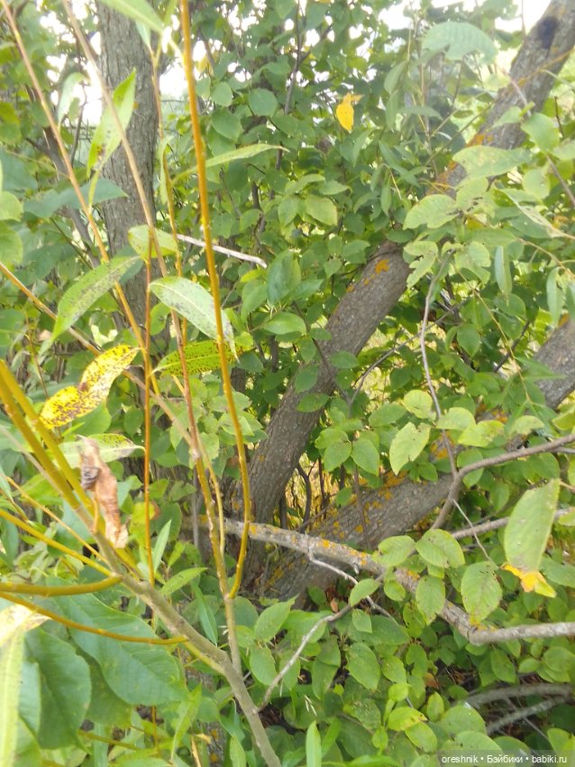 Лето – это маленькая жизнь 4🌅