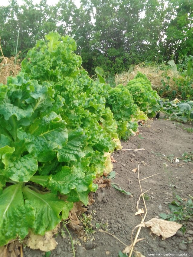 Лето – это маленькая жизнь 3🌅 (фото 10)