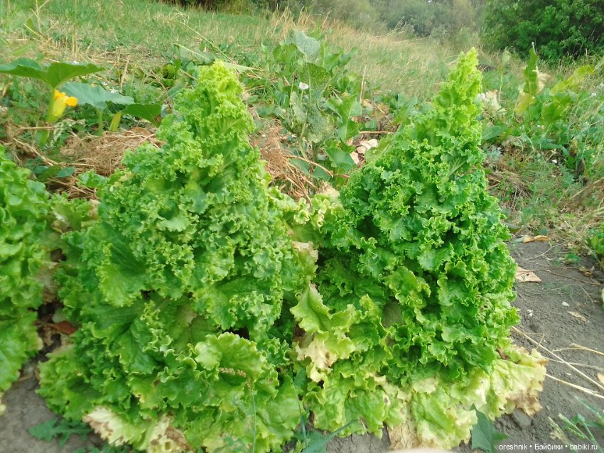 Лето – это маленькая жизнь 3🌅