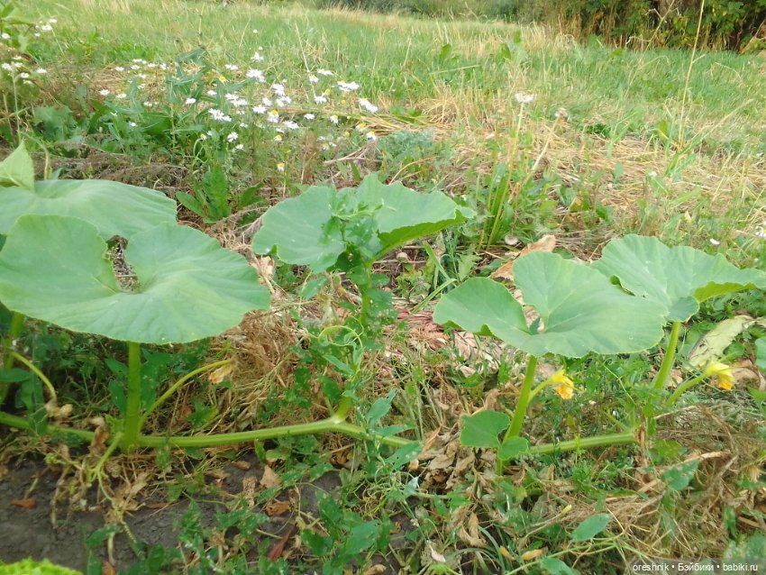 Лето – это маленькая жизнь 3🌅