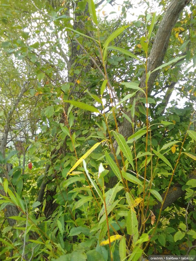 Лето – это маленькая жизнь 4🌅 (фото 10)