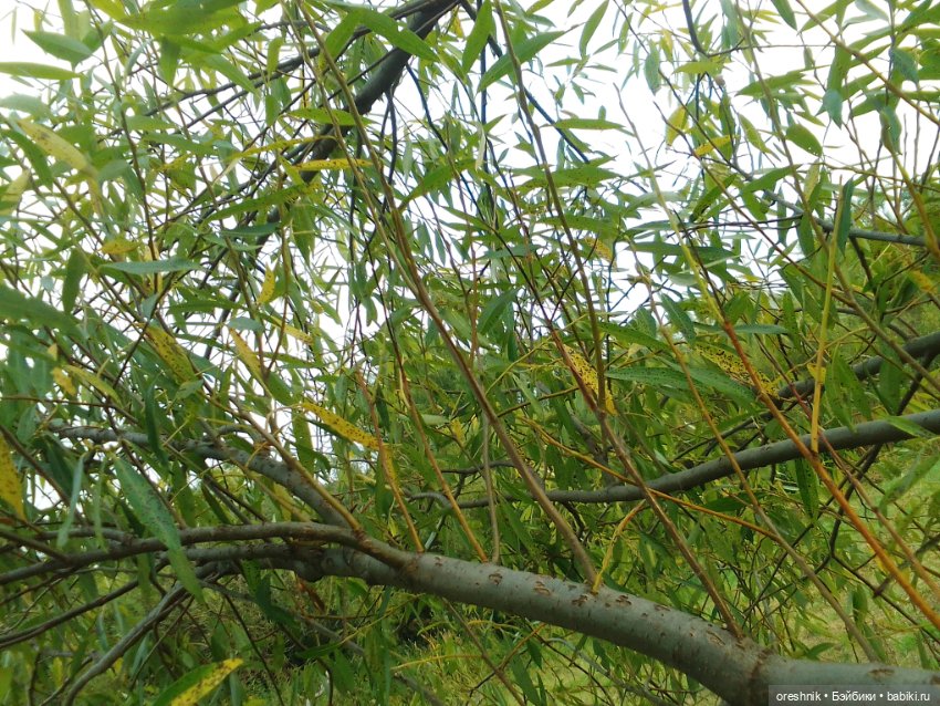 Лето – это маленькая жизнь 4🌅 (фото 7)