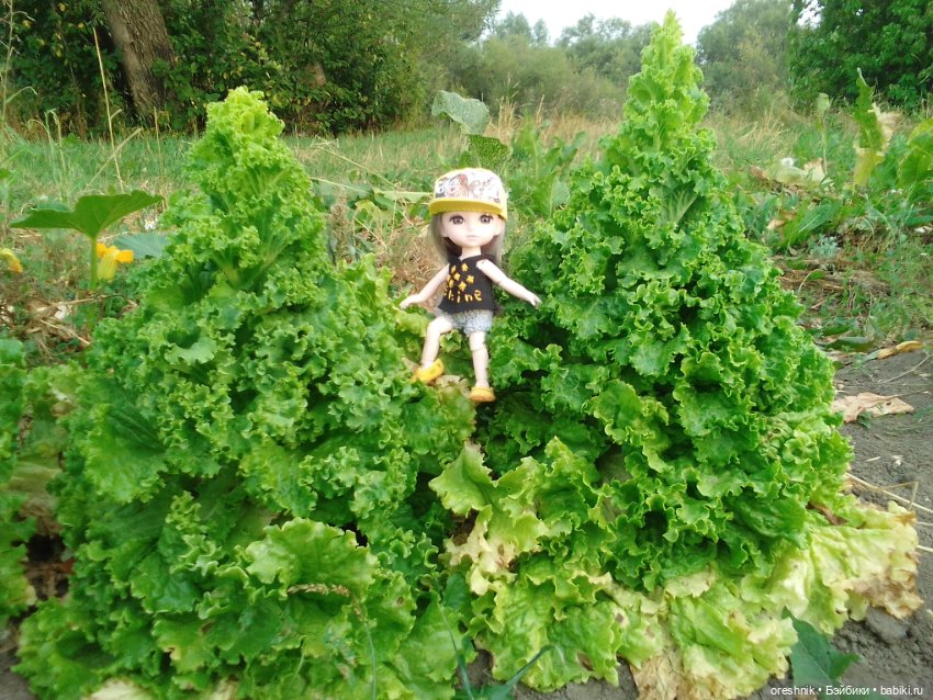 Лето – это маленькая жизнь 3🌅 (фото 9)