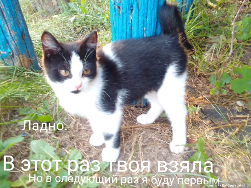 Лето – это маленькая жизнь 2🌅