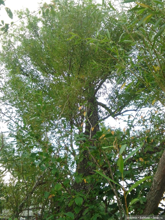 Лето – это маленькая жизнь 4🌅