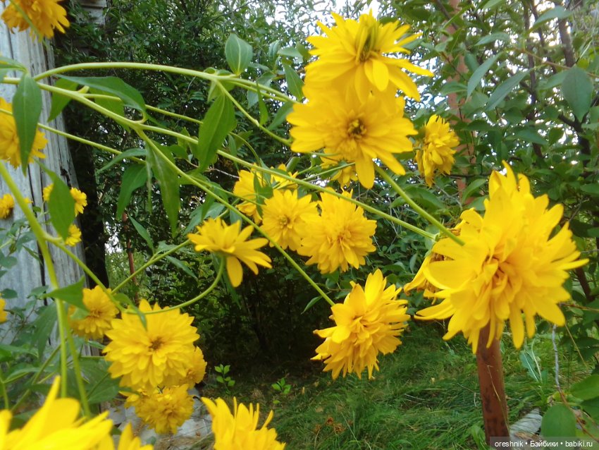 Лето – это маленькая жизнь 3🌅 (фото 3)