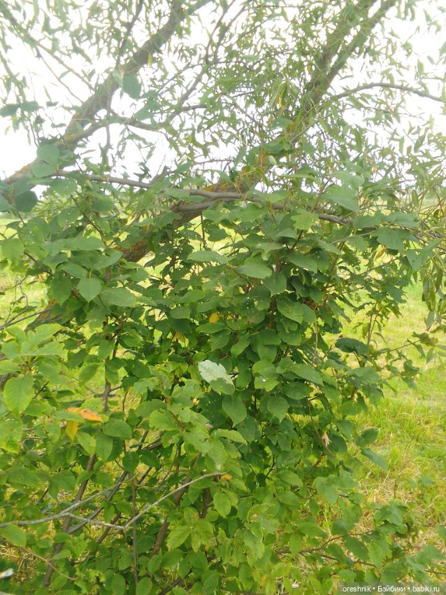 Лето – это маленькая жизнь 4🌅 (фото 9)