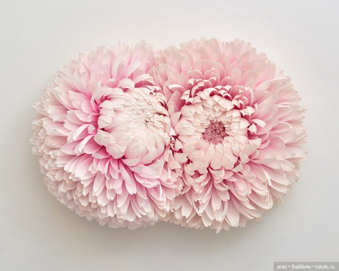 Очень красивые работы из бумаги и легких тканей от Тиффани Тернер (Tiffanie Turner) (фото 6)