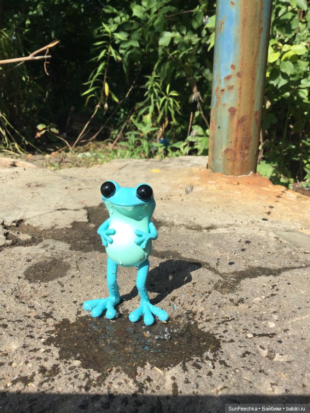 Apo frogs Маркус. Фотомикс