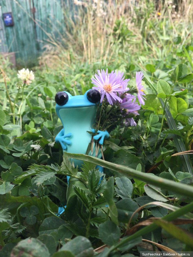 Apo frogs Маркус. Фотомикс