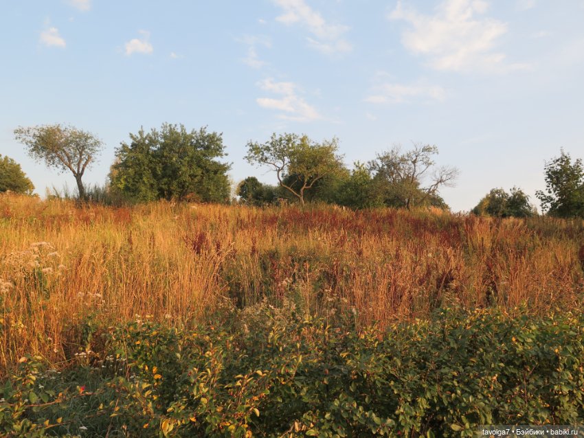 В розовом в бархатный сезон (фото 2)