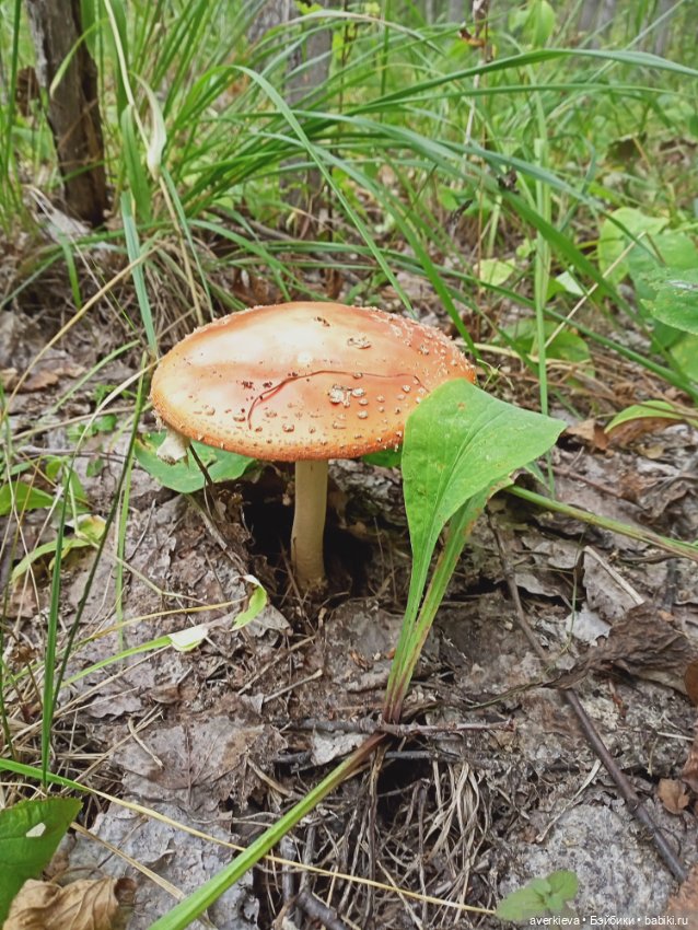 Pututu. Меня не " отпускает"... Леон путешествует