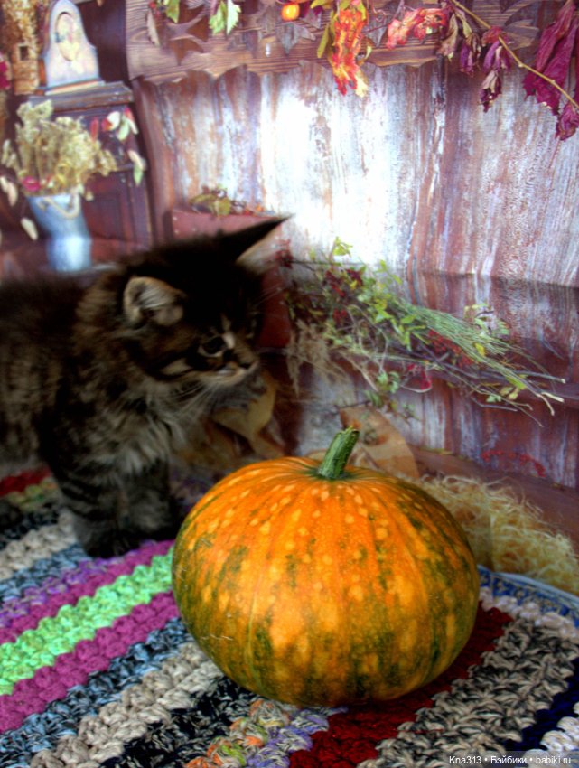 Осенние тыковки — Кукольная миниатюра своими руками: еда