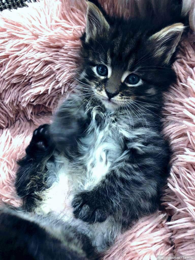 Осенние тыковки — Кукольная миниатюра своими руками: еда