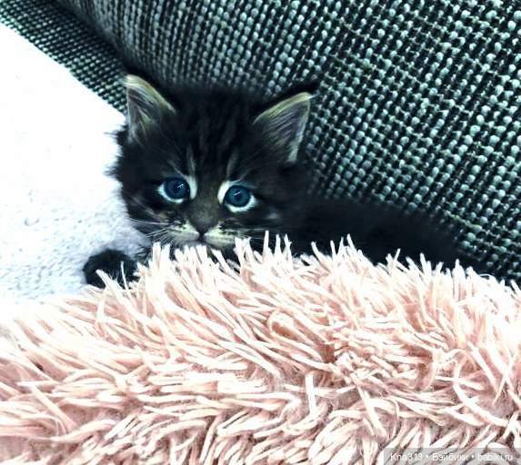 Осенние тыковки — Кукольная миниатюра своими руками: еда