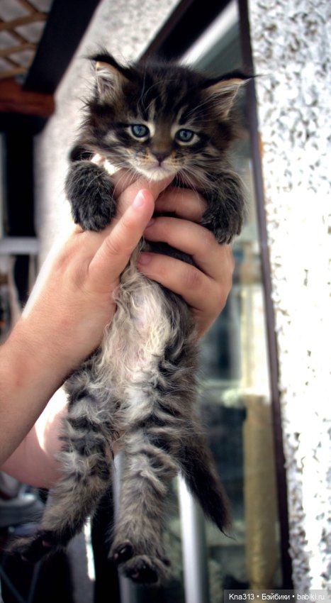 Осенние тыковки — Кукольная миниатюра своими руками: еда