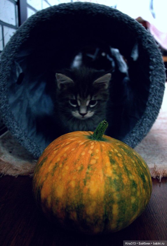 Осенние тыковки — Кукольная миниатюра своими руками: еда