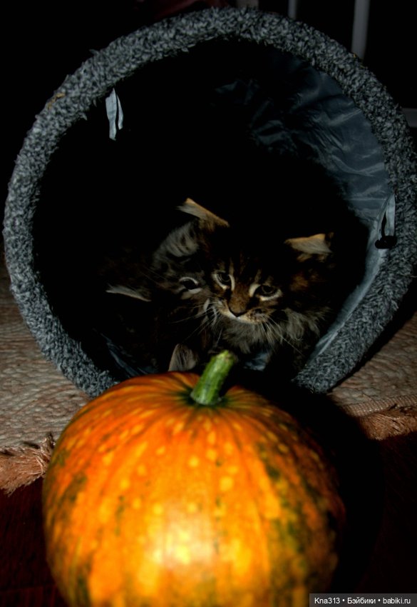 Осенние тыковки — Кукольная миниатюра своими руками: еда