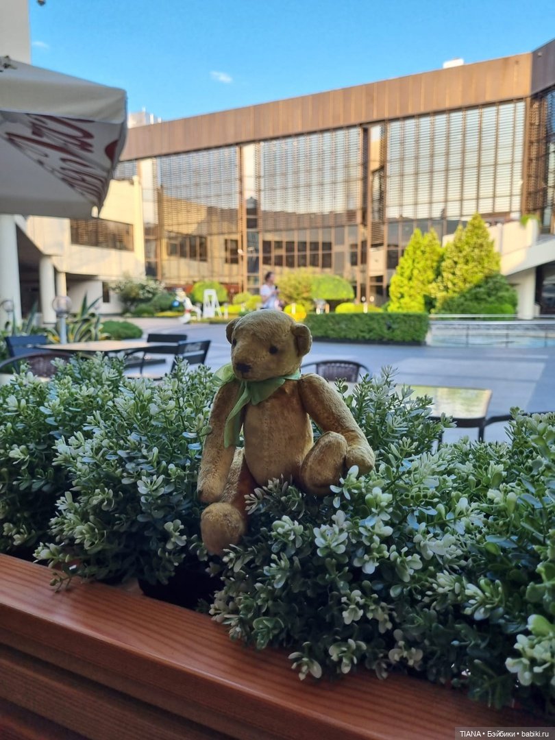 Медведь для дальних поездок (фото 4)