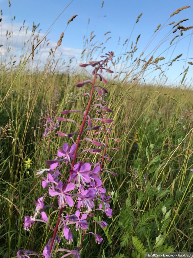 На вершине лета. Jana от Heidi Plusczok (фото 8)
