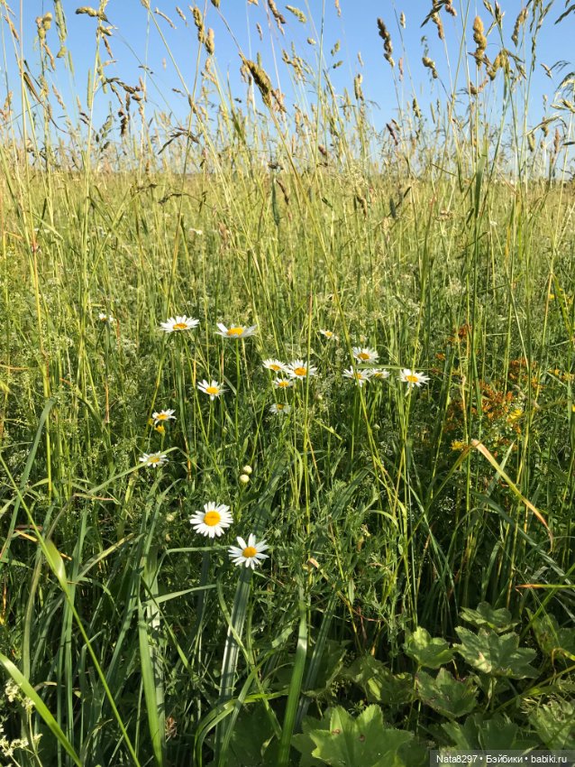 На вершине лета. Jana от Heidi Plusczok (фото 6)