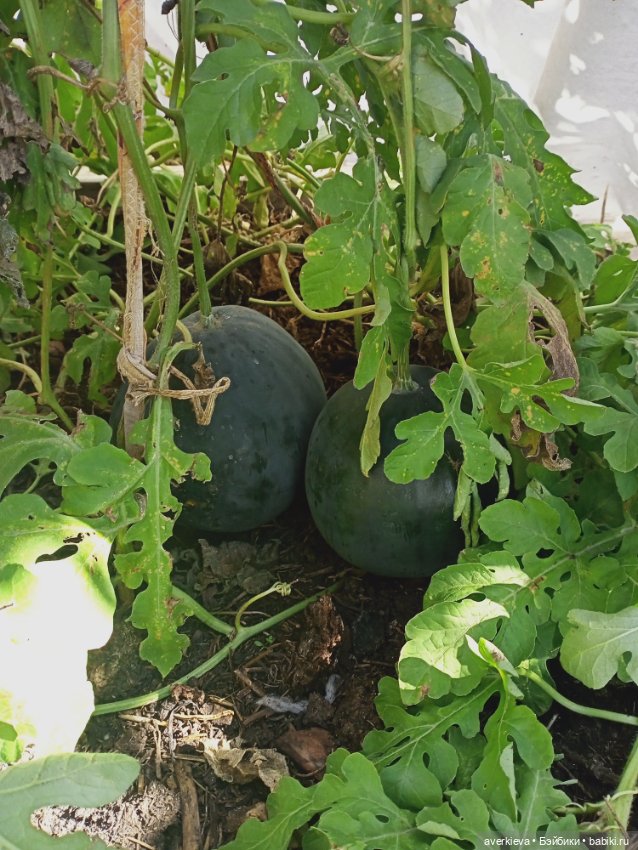 Отдыхать - не работать — Куклы Pututu (Путуту): дизайнерский винил