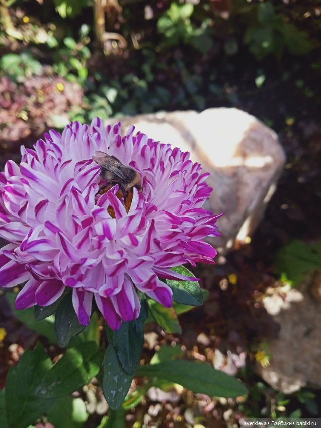 Отдыхать - не работать — Куклы Pututu (Путуту): дизайнерский винил