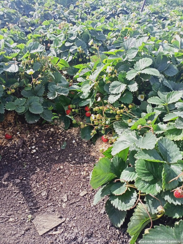 Отдыхать - не работать — Куклы Pututu (Путуту): дизайнерский винил