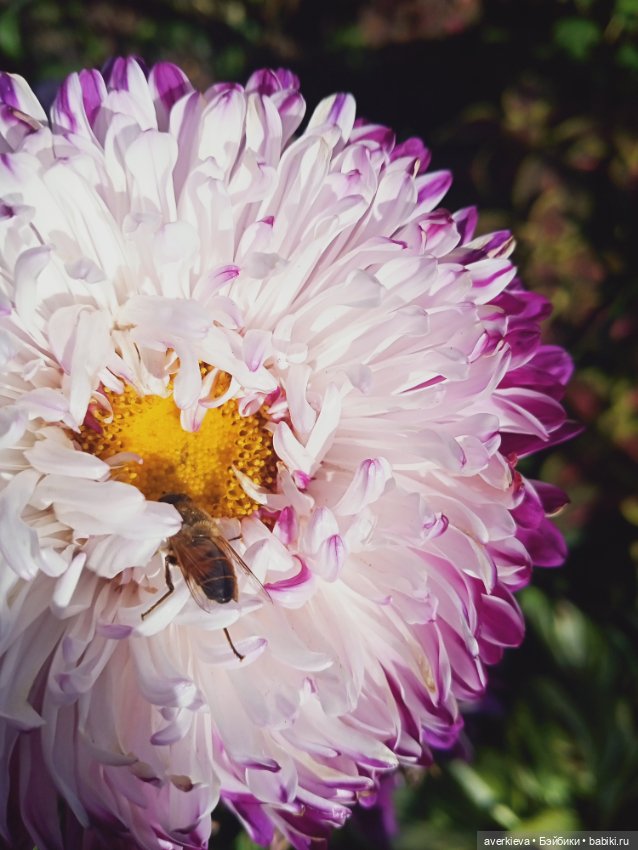 Отдыхать - не работать — Куклы Pututu (Путуту): дизайнерский винил