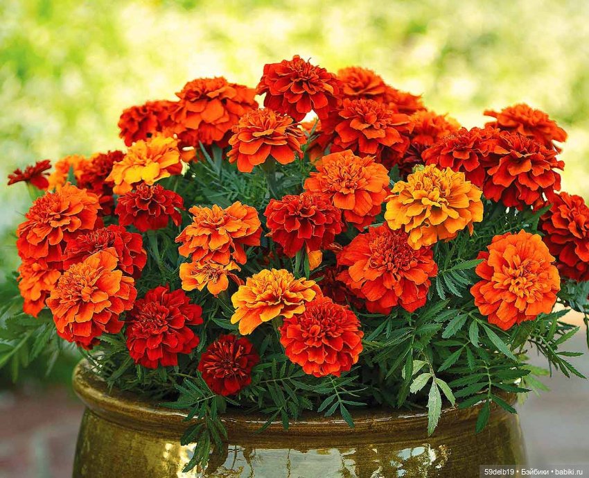 Бархатцы - осенние цветы — Одежда и обувь для кукол своими руками: фото (фото 2)