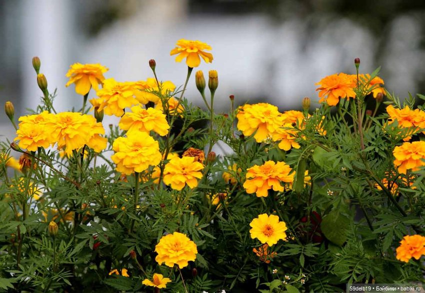 Бархатцы - осенние цветы — Одежда и обувь для кукол своими руками: фото (фото 4)