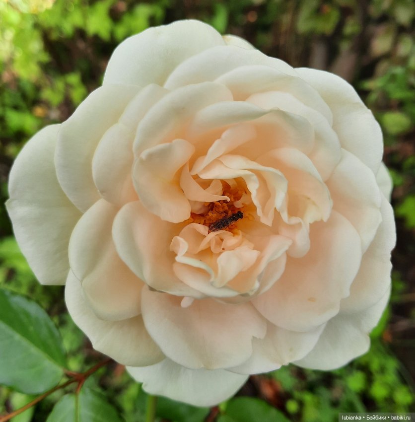 Хертвижонок Next — Винтажные куклы ГДР (Немки): Бигги