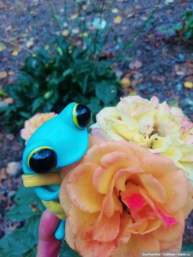 Apo frogs Маркус. Осенние денечки (фото 9)