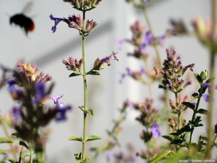 Зайка Мята и сентябрь — Авторские текстильные куклы: Вальдорфские (фото 9)
