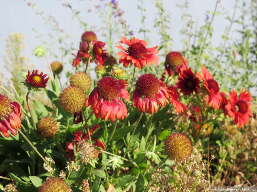 Зайка Мята и сентябрь — Авторские текстильные куклы: Вальдорфские