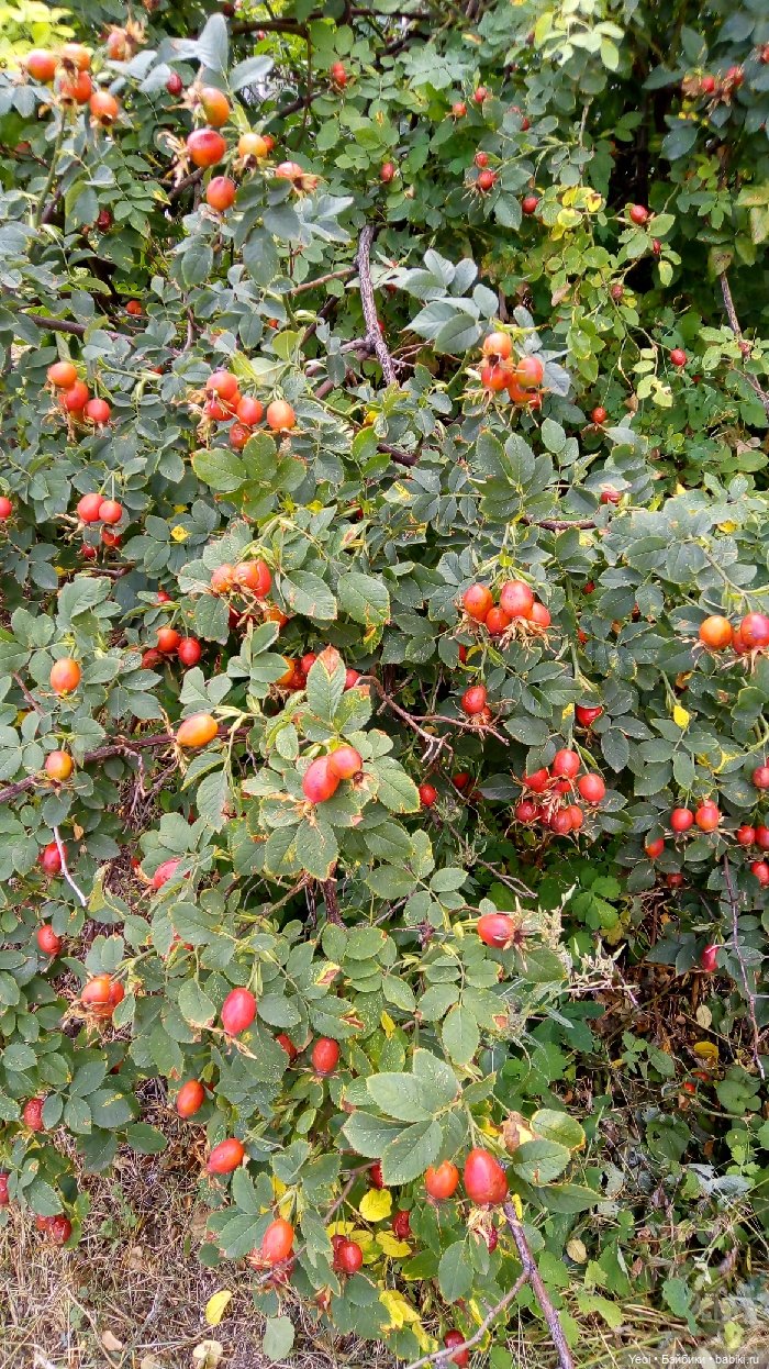 Хантер от Эвер Афтер Хай (ЭАХ) 03