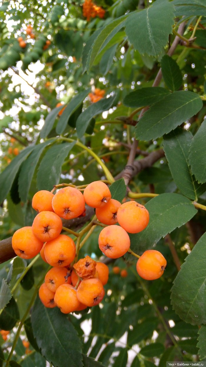 Хантер от Эвер Афтер Хай (ЭАХ) 03