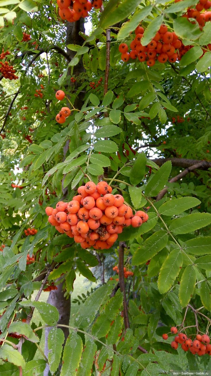 Хантер от Эвер Афтер Хай (ЭАХ) 03