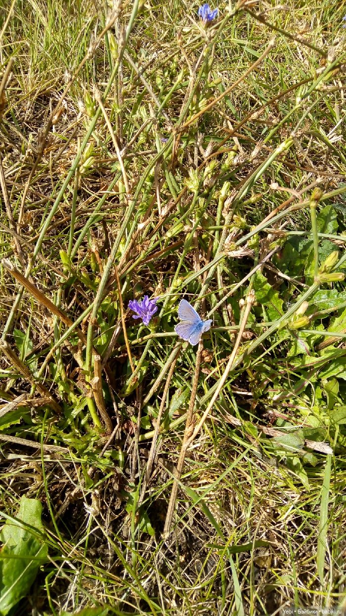 Хантер от Эвер Афтер Хай (ЭАХ) 03