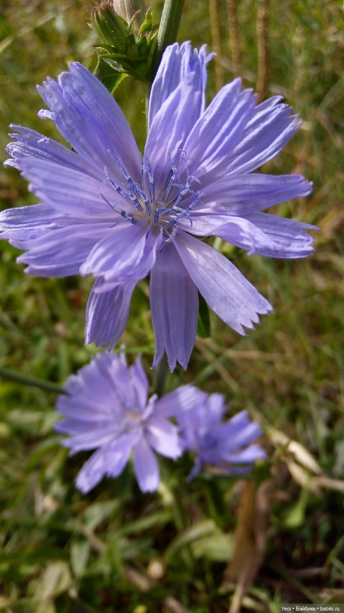 Хантер от Эвер Афтер Хай (ЭАХ) 03
