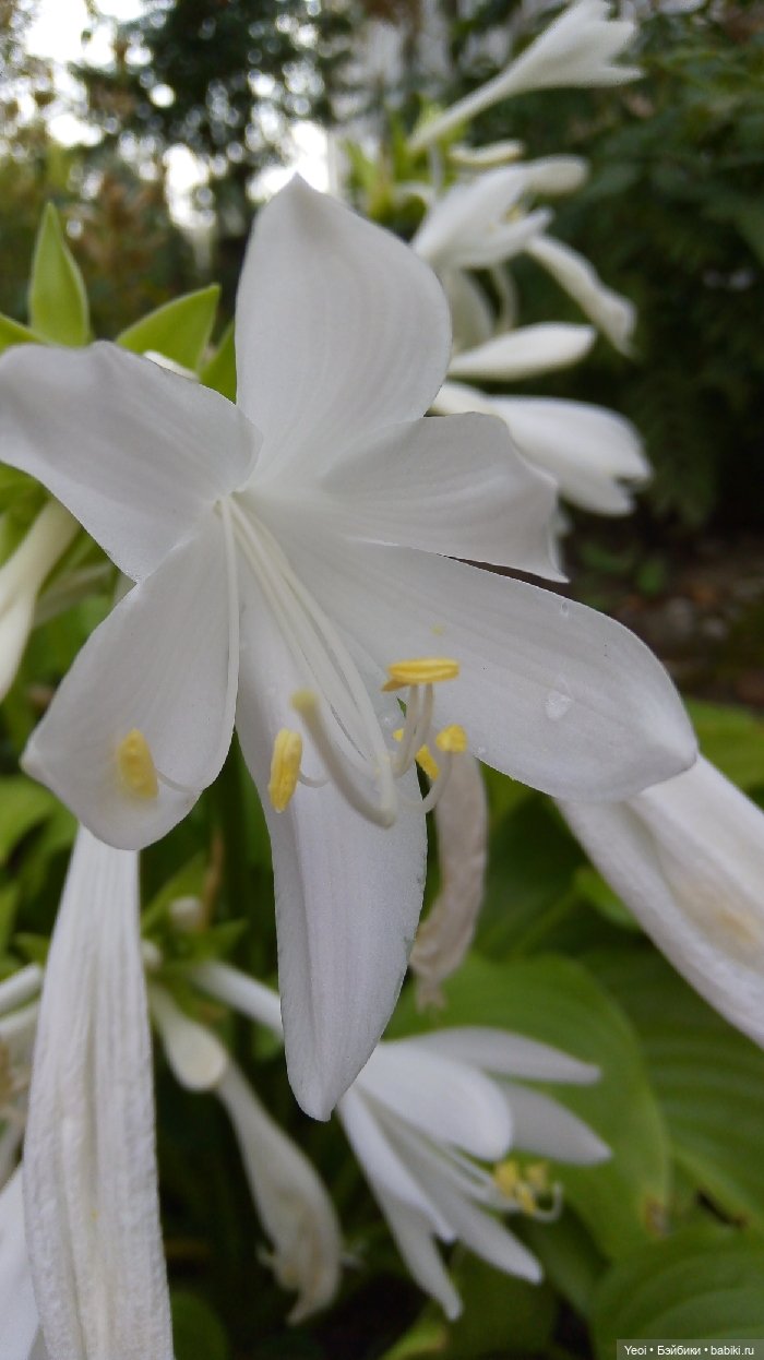 Хантер от Эвер Афтер Хай (ЭАХ) 03