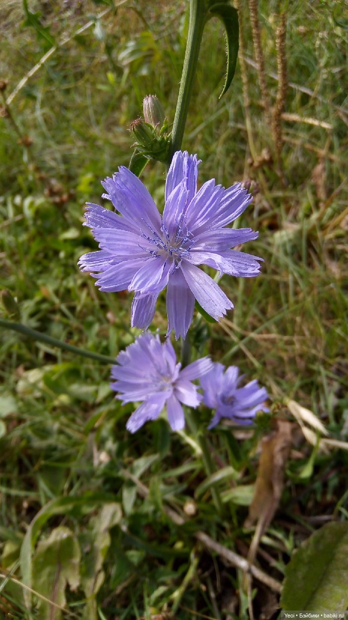 Хантер от Эвер Афтер Хай (ЭАХ) 03